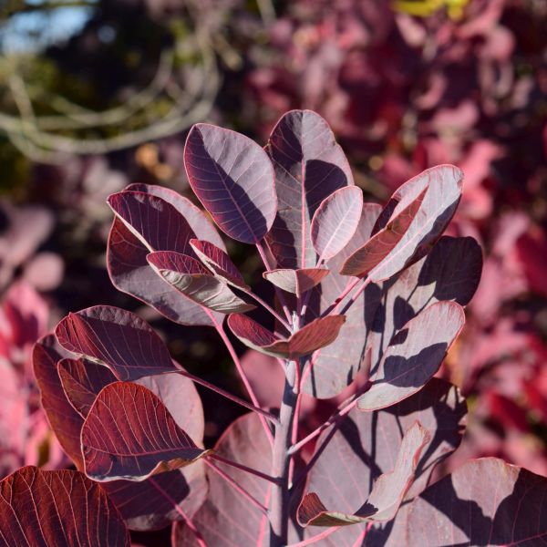 Dusky Maiden Smokebush