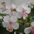 Biokovo Geranium