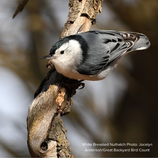 Audubon&reg; Native Black Walnut