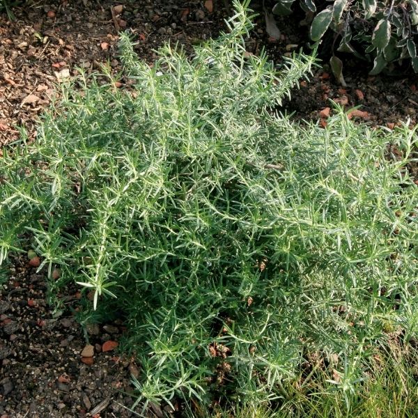 Creeping Rosemary Plant