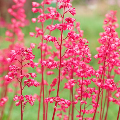 Havana Coral Bells