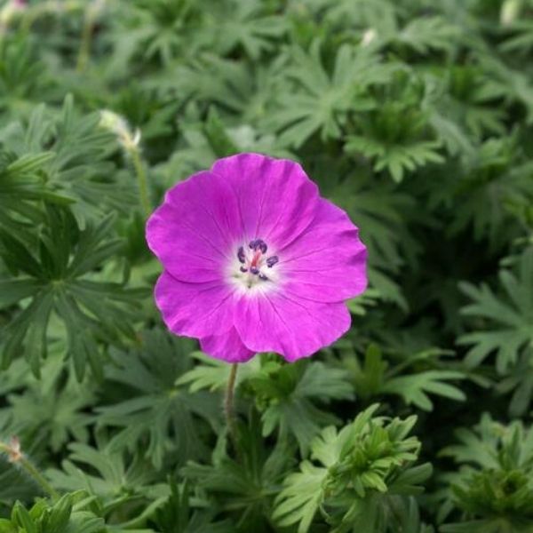 New Hampshire Purple Geranium