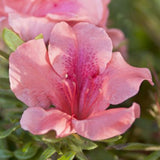 Encore&reg; Autumn Coral&reg; Azalea