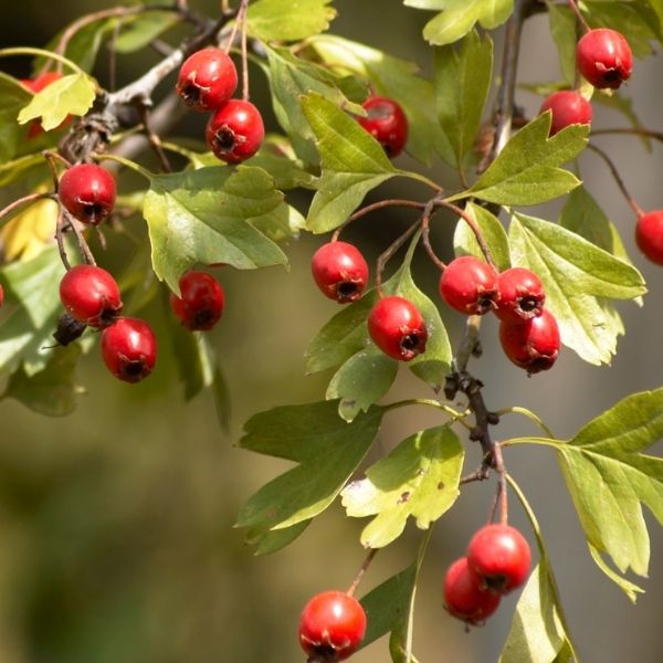 Audubon&reg; Native Washington Hawthorn