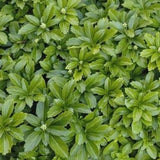 Green Sheen Japanese Spurge