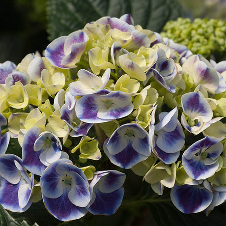 Cityline&reg; Mars Bigleaf Hydrangea