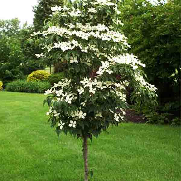 Snow Tower Kousa Dogwood