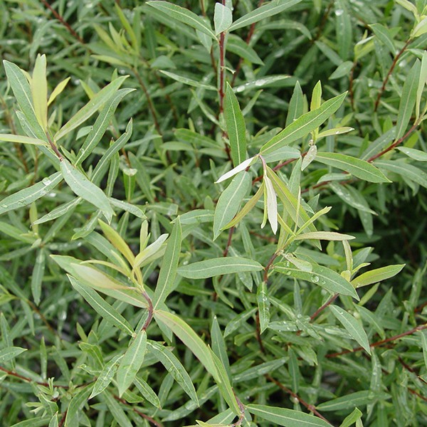 Dwarf Blue Leaf Arctic Willow