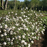 Korean Spice Viburnum