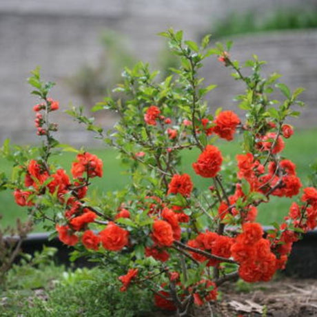 Proven Winners&reg; Color Choice&reg; Double Take Orange&reg; Quince