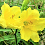 Pocket Full of Gold&reg; Daylily