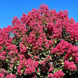 Tuscarora Crape Myrtle Shrub