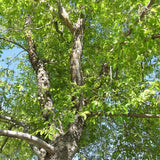 Bosque Elm