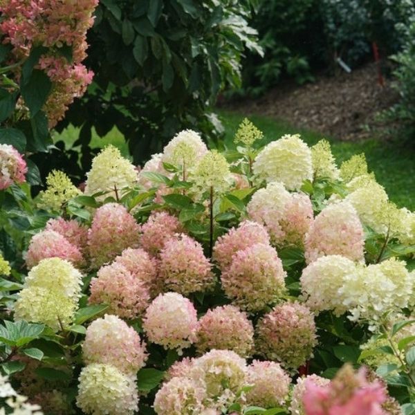 Fire Light Tidbit&reg; Panicle Hydrangea