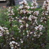 Husker Red Penstemon