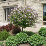 Dwarf Korean Lilac Tree