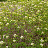 Mohican Viburnum