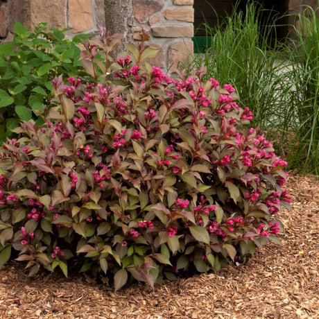 Shining Sensation&trade; Weigela