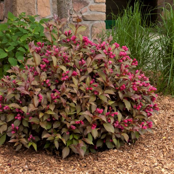 Shining Sensation&trade; Weigela