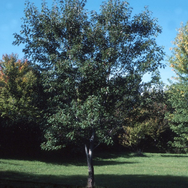 Silver Maple