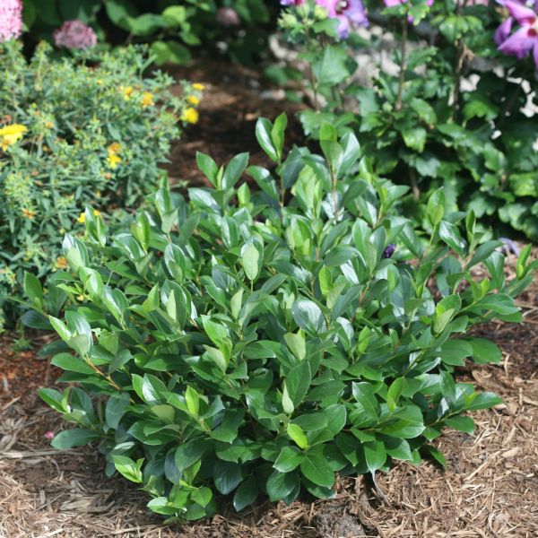 Low Scape Mound&reg; Chokeberry