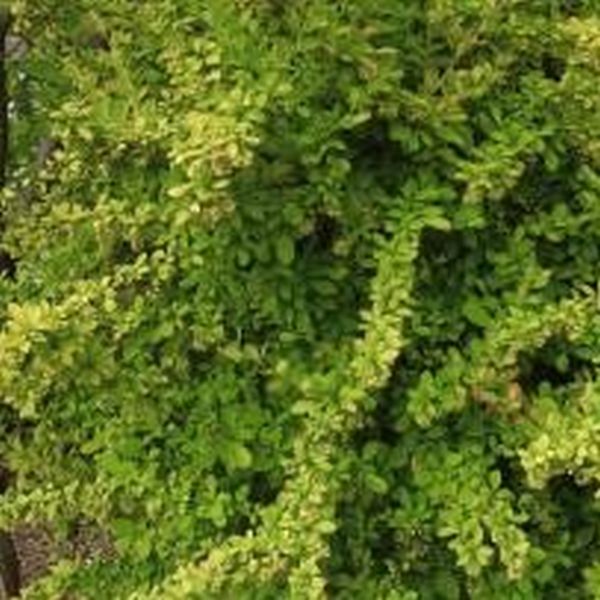 Golden Carousel Barberry