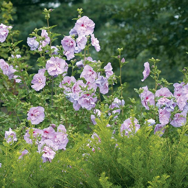 Lavender Chiffon&reg; Rose of Sharon Shrub