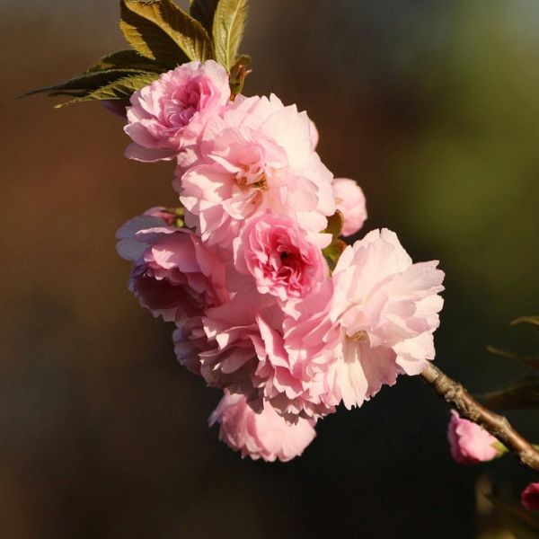 Kwanzan Flowering Cherry