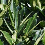 Bay Laurel