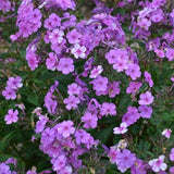 Cloudburst Tall Cushion Phlox