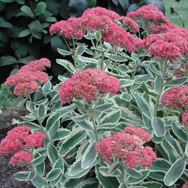 Autumn Charm&trade;  Sedum