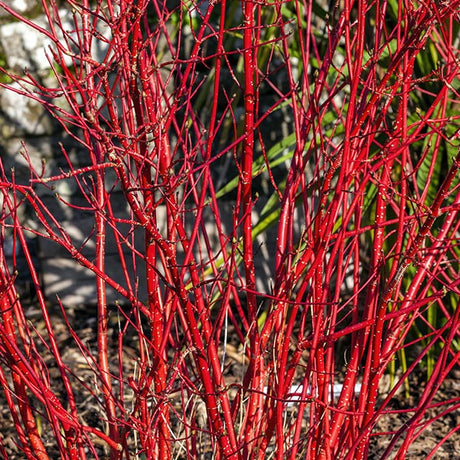 Siberian Dogwood