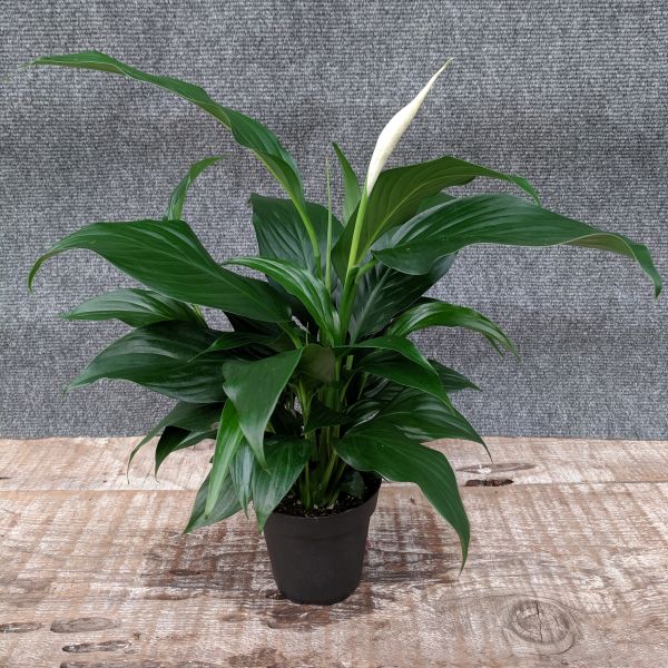 Peace Lily