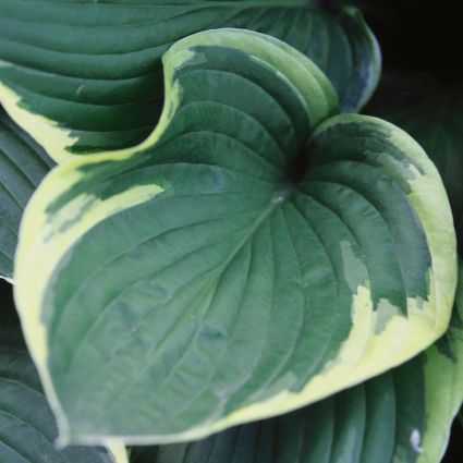 Sagae Hosta