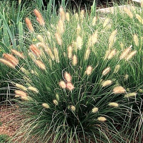 Dwarf Fountain Grass