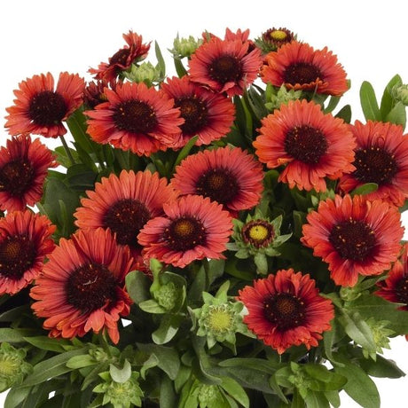 SpinTop&trade; Red Blanket Gaillardia