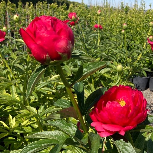 Raspberry Charm Peony