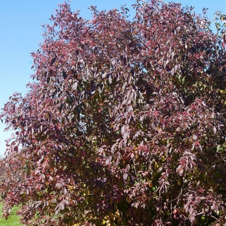 Grey Twig Dogwood