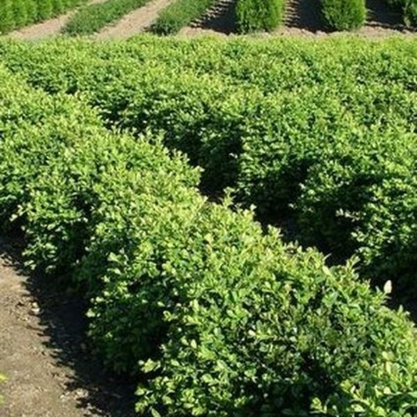 Chicagoland Green Boxwood