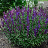 New Dimension&trade; Blue Salvia