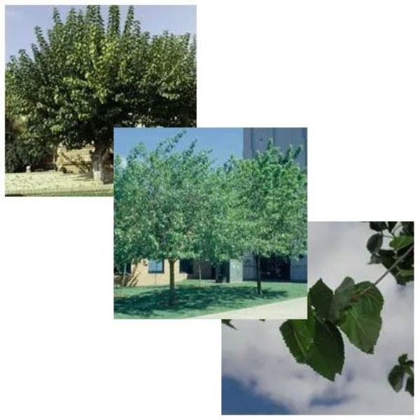 Fruitless White Mulberry