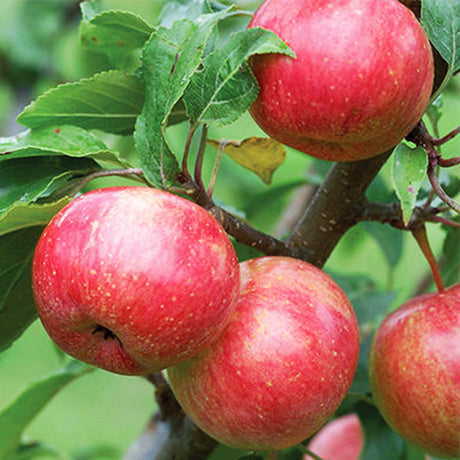 Chestnut Crabapple Tree