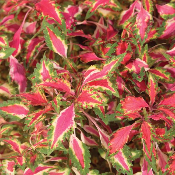 Coleus Pink Chaos