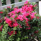 Bloom-A-Thon&reg; Hot Pink Reblooming Azalea