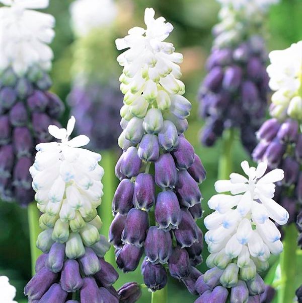 Grape Ice Hyacinth