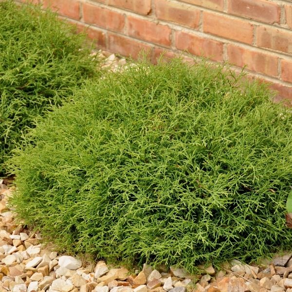 Mr. Bowling Ball Arborvitae