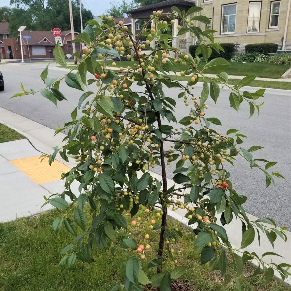 USDA Montmorency Cherry Tree