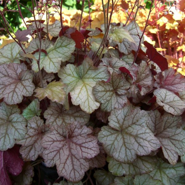 Pinot Gris Coral Bells