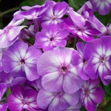 Pixie Miracle Grace Phlox