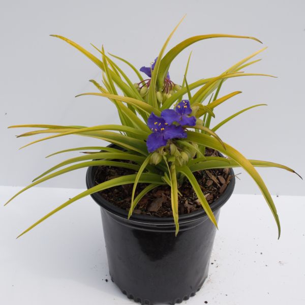 Sweet Kate Spiderwort | Buy at NatureHills.com